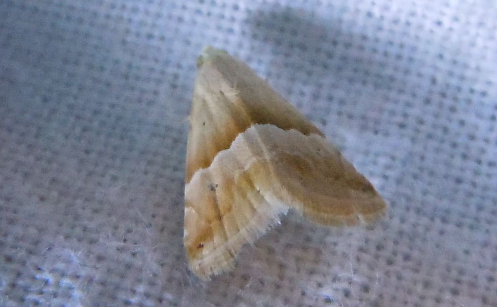 Eublemma parva?